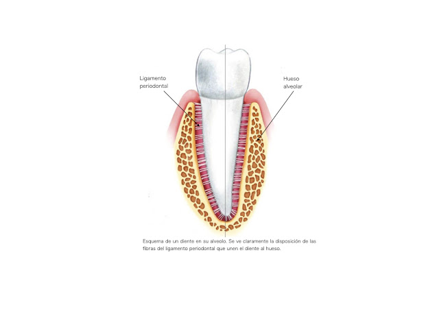Foto 3 del artículo del Doctor Fernando de la Iglesia sobre ¿Porqué se cambian los alineadores Invisalign cada 15 días?